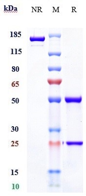 0 - Anti-LOXL2 Reference Antibody (simtuzumab) APR10132