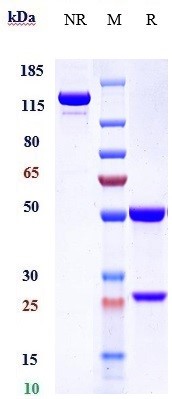 0 - Anti-CD14 Reference Antibody (atibuclimab) APR10134