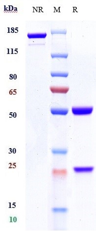 0 - Anti-CD19 Reference Antibody (tafasitamab) APR10135