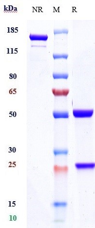 0 - Anti-CD19 Reference Antibody (inebilizumab) APR10136