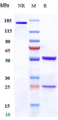 0 - Anti-CD19 Reference Antibody (denintuzumab) APR10137