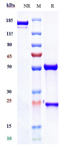 0 - Anti-CD3e Reference Antibody (teplizumab) APR10139