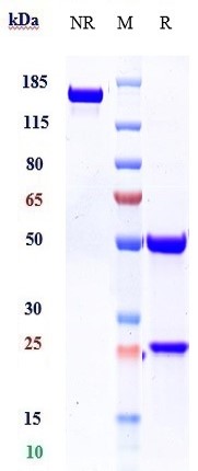 0 - Anti-IL-1b Reference Antibody (canakinumab) APR10141