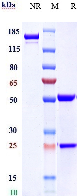 0 - Anti-CLDN6 Reference Antibody (IMAB027) APR10143