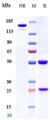 0 - Anti-Complement C3 Reference Antibody (NGM621) APR10144
