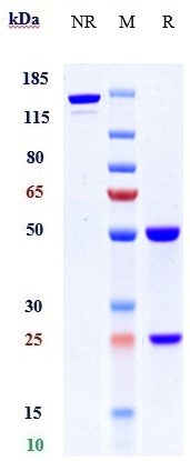 0 - Anti-Complement C2 Reference Antibody (ARGX-117) APR10145
