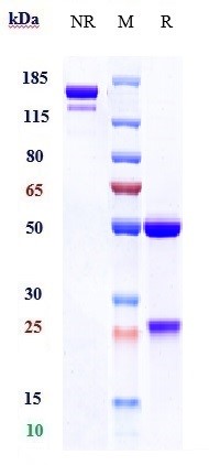 0 - Anti-CSF1R / M-CSFR / CD115 Reference Antibody (cabiralizumab) APR10147