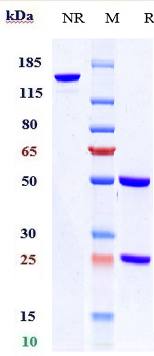 0 - Anti-EpCAM / TROP1 / CD326 Reference Antibody (citatuzumab) APR10150