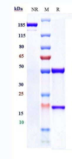 0 - Anti-FcRn (FCGRT & B2M) Reference Antibody (nipocalimab) APR10151