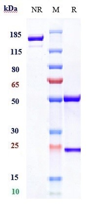 0 - Anti-FOLH1 / PSMA Reference Antibody (rosopatamab) APR10152