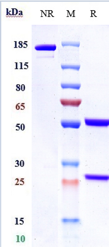 0 - Anti-GPC3 / Glypican-3 Reference Antibody (codrituzumab) APR10154
