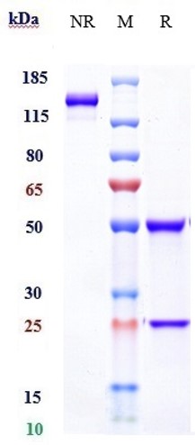 0 - Anti-IFNa1 Reference Antibody (sifalimumab) APR10157