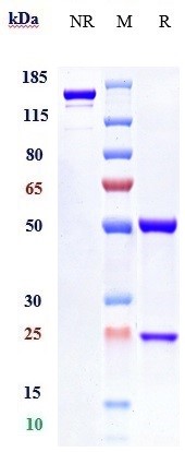 0 - Anti-IFNAR1 Reference Antibody (anifrolumab) APR10158