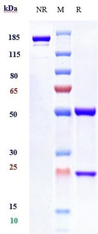0 - Anti-IFNAR1 Reference Antibody (Medarex patent anti-IFNAR-1) APR10159
