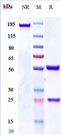 0 - Anti-IL-1RAP / IL-1R3 Reference Antibody (nidanilimab) APR10161