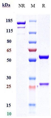 0 - Anti-IL-22 Reference Antibody (fezakinumab) APR10162