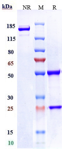 0 - Anti-LIV-1 / SLC39A6 Reference Antibody (ladiratuzumab vedotin) APR10163