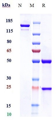 0 - Anti-MSPR / RON / CD136 Reference Antibody (narnatumab) APR10164