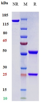 0 - Anti-PDCD1 / PD-1 / CD279 Reference Antibody (toripalimab) APR10165