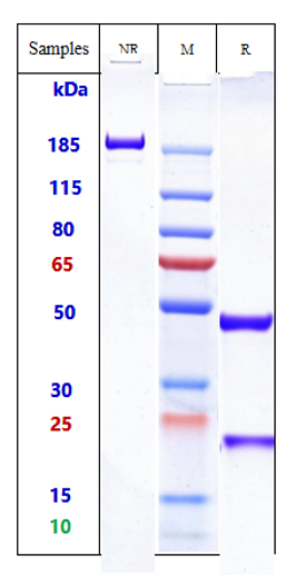0 - Anti-IgE Reference Antibody (talizumab) APR10168