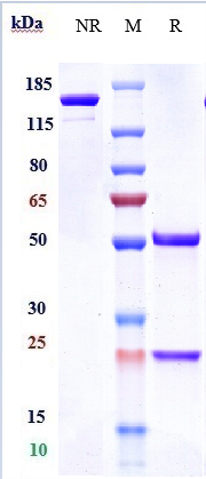 0 - Anti-PDCD1 / PD-1 / CD279 Reference Antibody (camrelizumab) APR10169