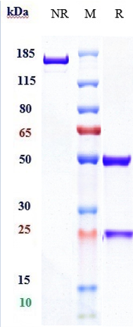 0 - Anti-PDCD1 / PD-1 / CD279 Reference Antibody (spartalizumab) APR10170