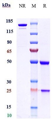 0 - Anti-BTN3A1 Reference Antibody (CTX-2026) APR10173