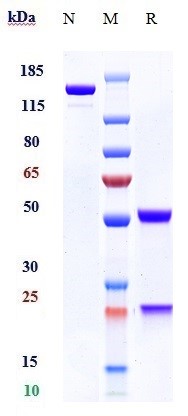 0 - Anti-SEMA4D / CD100 Reference Antibody (pepinemab) APR10174