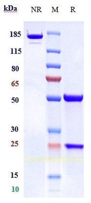 0 - Anti-TFPI Reference Antibody (concizumab) APR10176