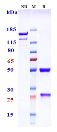 0 - Anti-TNFRSF10B / TRAILR2 / CD262 Reference Antibody (lexatumumab) APR10178