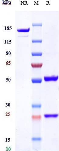 0 - Anti-Transferrin receptor / CD71 Reference Antibody (Jr-141) APR10179