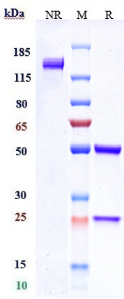 0 - Anti-CD79b Reference Antibody (polatuzumab vedotin-piiq) APR10180