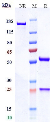 0 - Anti-CDH17 / Cadherin-17 Reference Antibody (10C12) APR10181