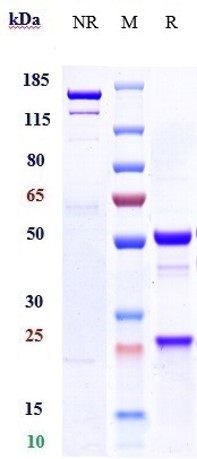 0 - Anti-IGF-1 Reference Antibody (xentuzumab) APR10184