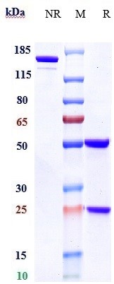 0 - Anti-CD38 Reference Antibody (daratumumab) APR10187