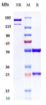 0 - Anti-CD38 Reference Antibody (mezagitamab) APR10188