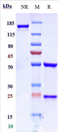 0 - Anti-ERBB2 / HER2 / CD340 Reference Antibody (disitamab) APR10190