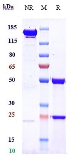 0 - Anti-IGF1R / CD221 Reference Antibody (teprotumumab) APR10191