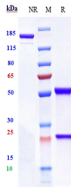 0 - Anti-IGF1R / CD221 Reference Antibody (lonigutamAb) APR10192