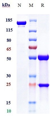 0 - Anti-PVRIG Reference Antibody (COM701) APR10194