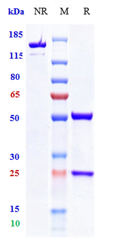 0 - Anti-TIGIT Reference Antibody (vibostolimab) APR10195