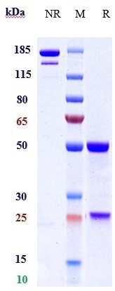 0 - Anti-MASP2 Reference Antibody (narsoplimab) APR10196