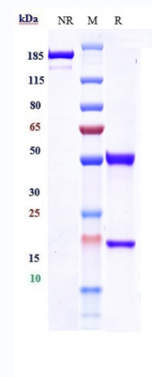 0 - Anti-MSPR / RON / CD136 Reference Antibody (H5B14) APR10199