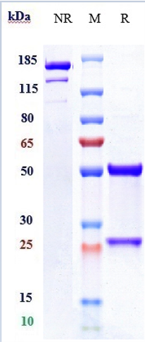 0 - Anti-NT5E / CD73 Reference Antibody (oleclumab) APR10200