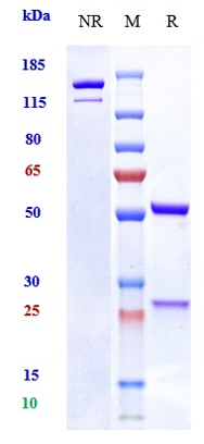 0 - Anti-OSMR Reference Antibody (vixarelimab) APR10201