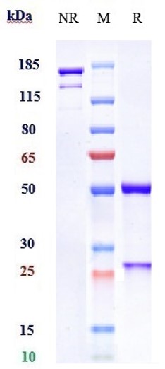 0 - Anti-B7-H1 / PD-L1 / CD274 Reference Antibody (avelumab) APR10202