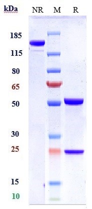 0 - Anti-B7-H1 / PD-L1 / CD274 Reference Antibody (atezolizumab) APR10203