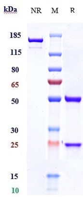 0 - Anti-PRLR / Prolactin Receptor Reference Antibody (rolinsatamab) APR10204