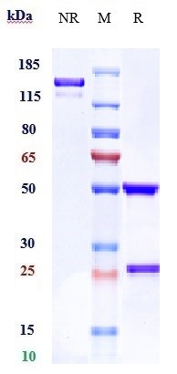 0 - Anti-ROR1 Reference Antibody (zilovertamab) APR10206