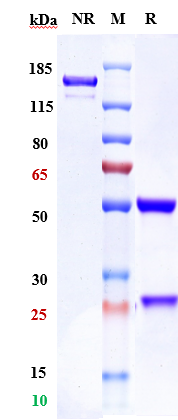 0 - Anti-ROR1 Reference Antibody (zilovertamab vedotin) APR10207